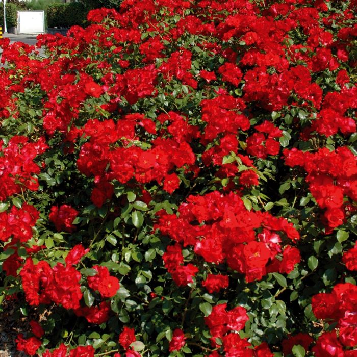 Rosier Lili Marlène
