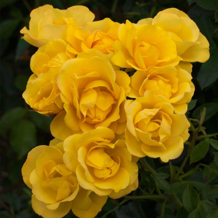 Rosier RAYON DE SOLEIL ® Meianycid