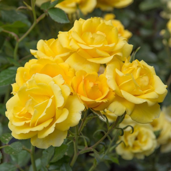 Rosier RAYON DE SOLEIL ® Meianycid