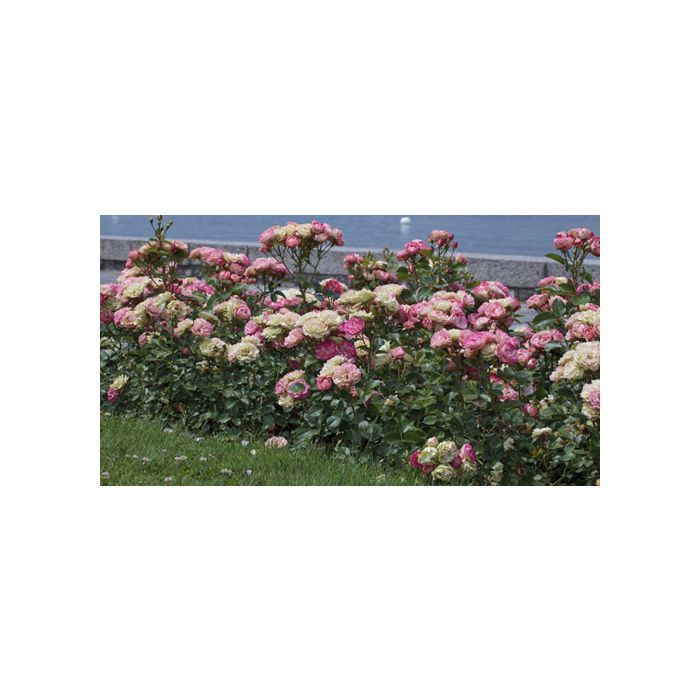 Roses Acropolis
