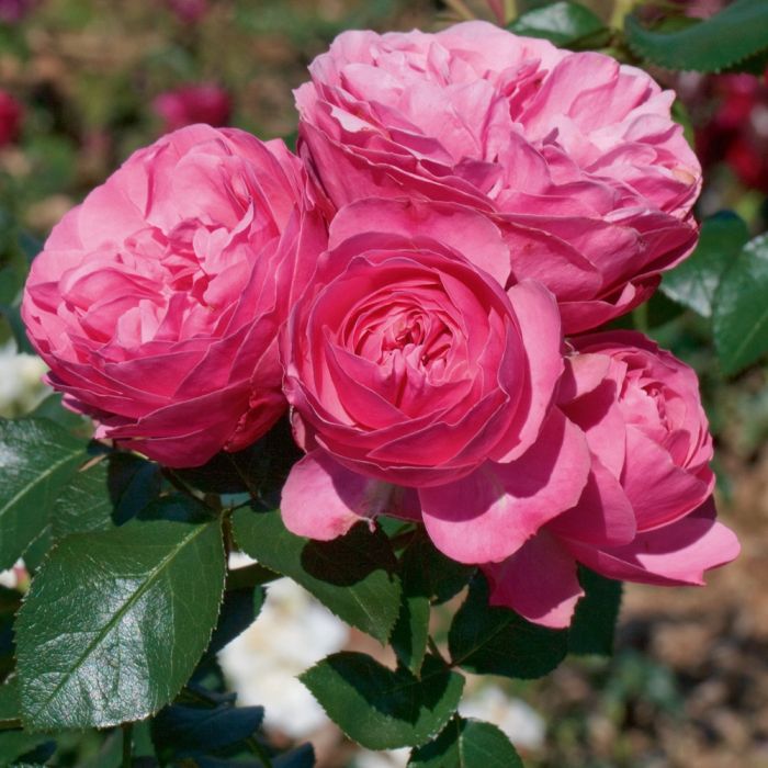 Rosier LEONARDO DA VINCI ® Meideauri