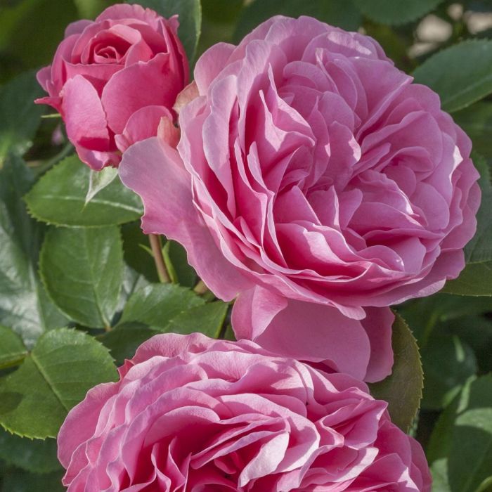 Rosier LEONARDO DA VINCI ® Meideauri
