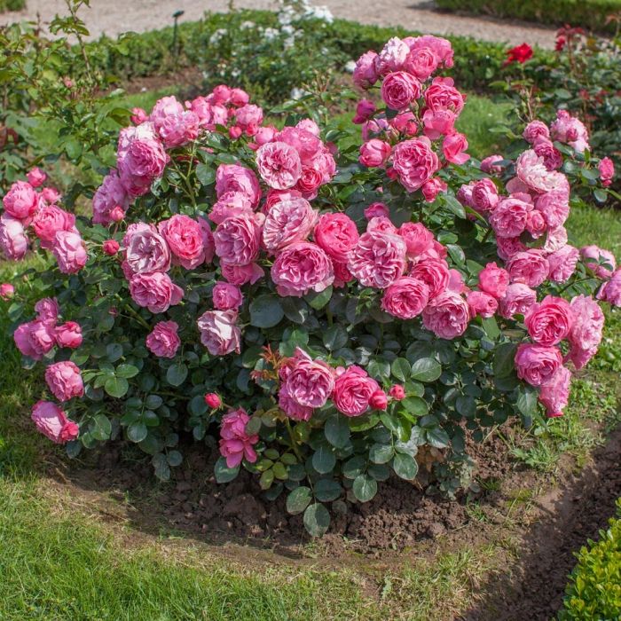 Rosier LEONARDO DA VINCI ® Meideauri