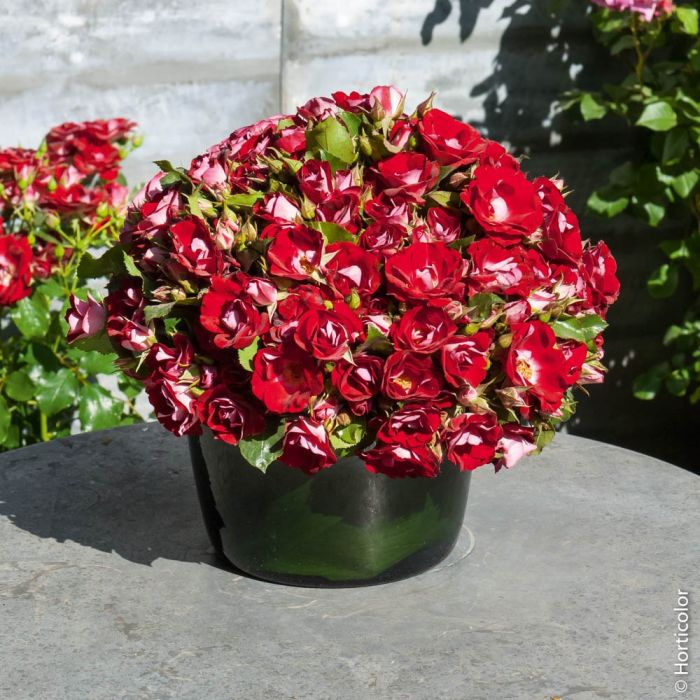 Rosier LOVITA ® II  Meimasula
