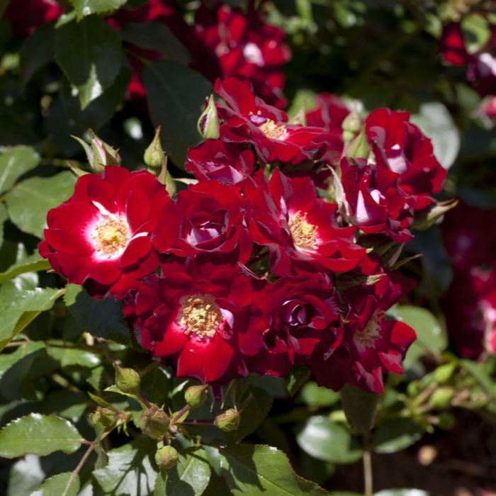 Rosier LOVITA ® II  Meimasula