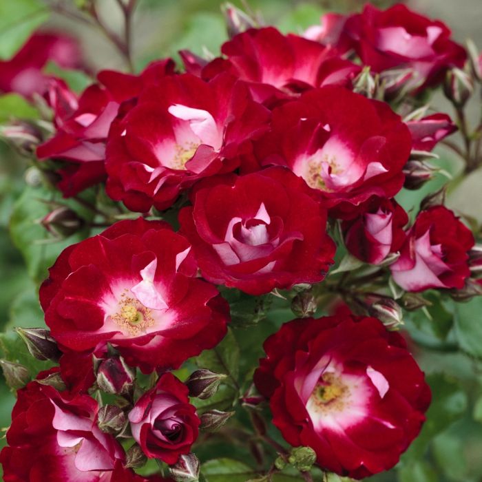 Rosier LOVITA ® II  Meimasula