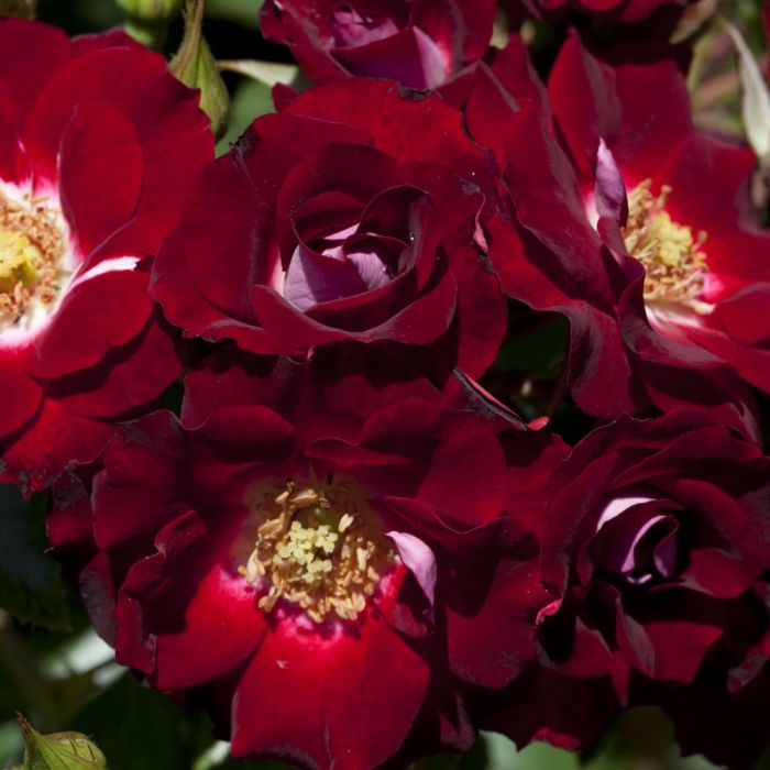 Rosier LOVITA ® II  Meimasula