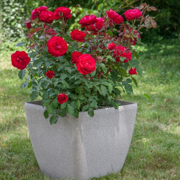 Rosier MONA LISA ® Meilyxir présenté dans un pot carré de 50x50cm