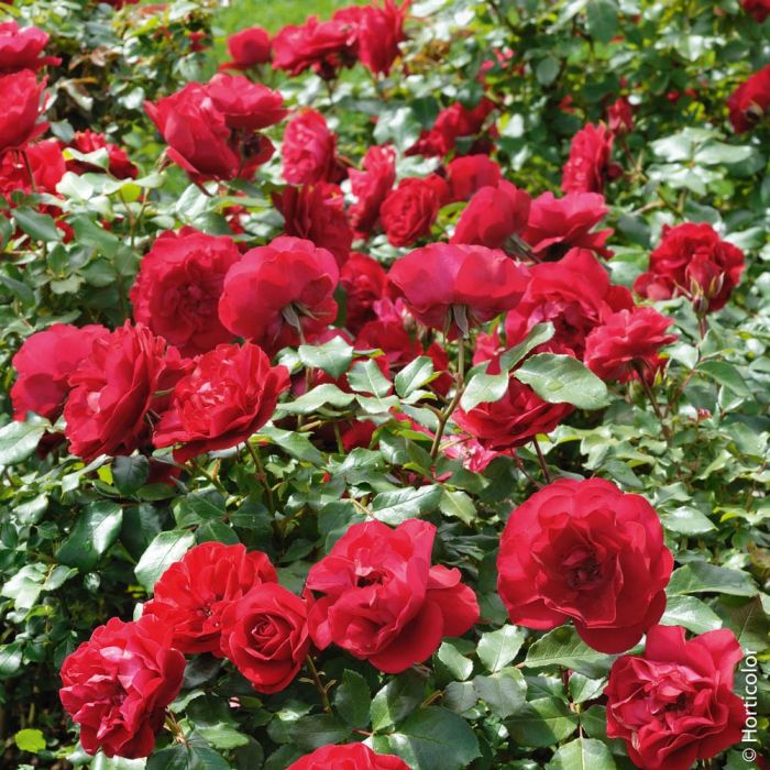 Rosier MONA LISA ® Meilyxir