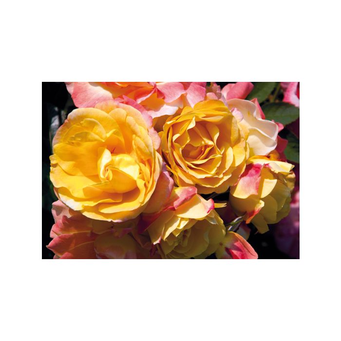 Rosier Tzigane ® Meimucho