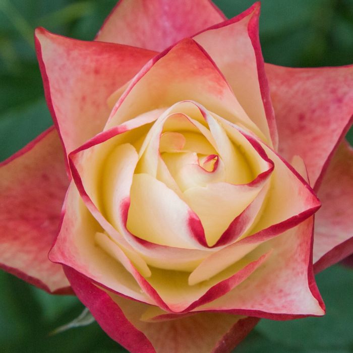 ROSIER ORIGAMI ® Meimozahiq