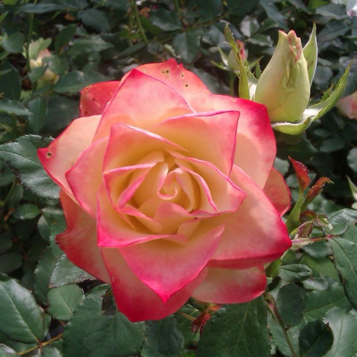 ROSIER ORIGAMI ® Meimozahiq