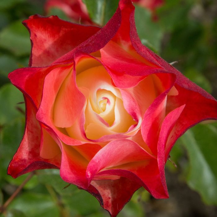 ROSIER ORIGAMI ® Meimozahiq