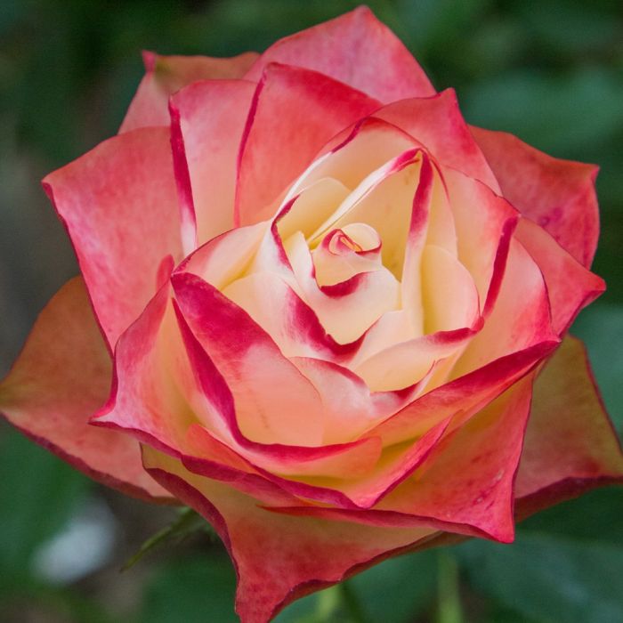 ROSIER ORIGAMI ® Meimozahiq