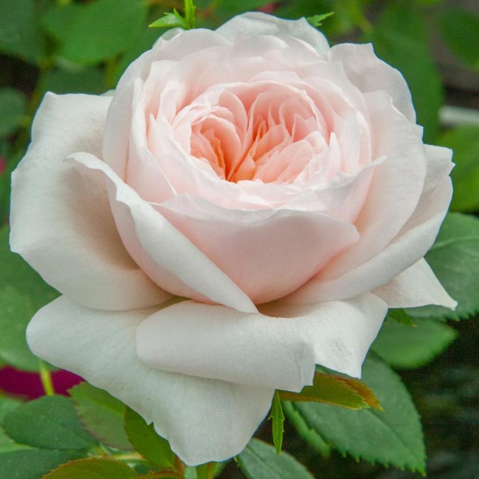 Rosier Grimpant SABRINA ® Meiptorius