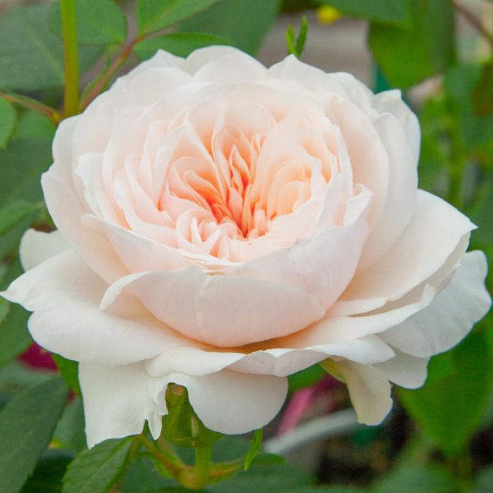 Rosier Grimpant SABRINA ® Meiptorius
