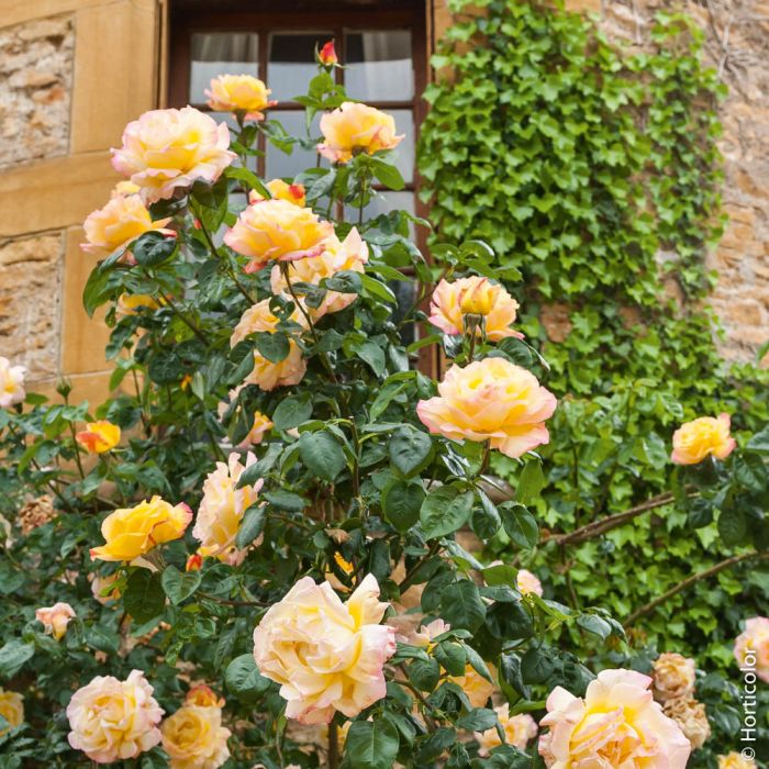 Rosier Grimpant Mme A. Meilland