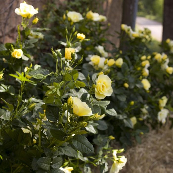 Rosier Grimpant HAPPINESS ® Meilaclost