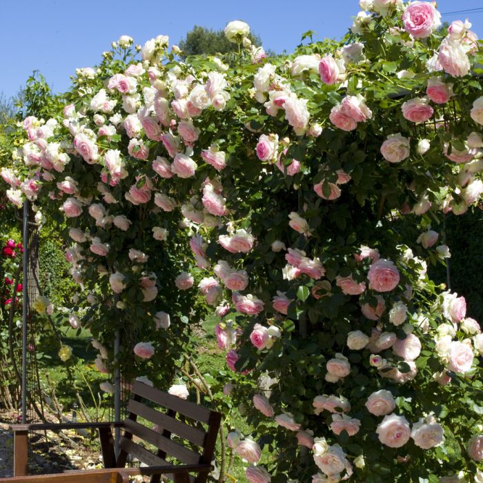 Rosier Grimpant PIERRE DE RONSARD ® Meiviolin