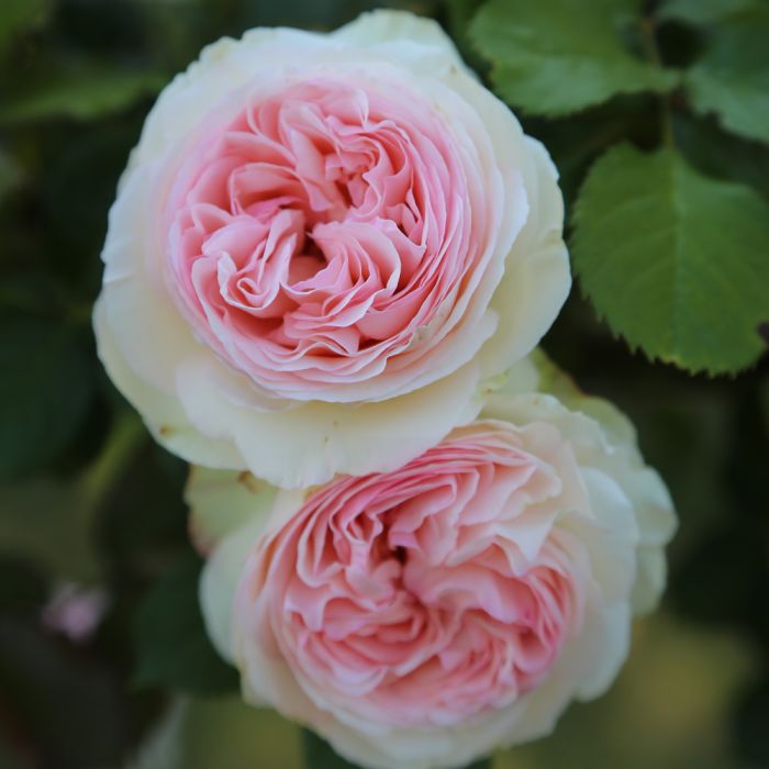 Rosier Grimpant PIERRE DE RONSARD ® Meiviolin