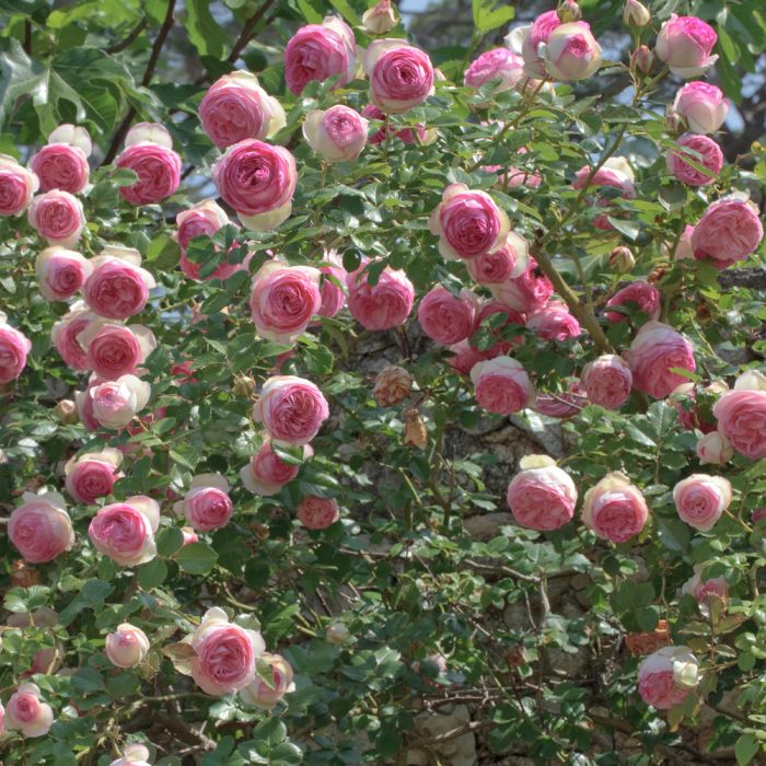 Rosier Grimpant PIERRE DE RONSARD ® Meiviolin