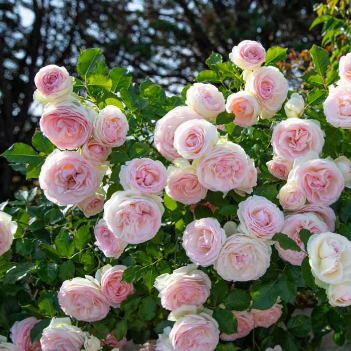 Rosier Grimpant PIERRE DE RONSARD ® Meiviolin