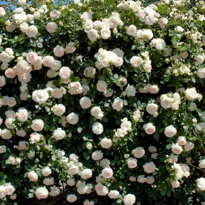 Rosier Grimpant PALAIS ROYAL ® Meiviowit 