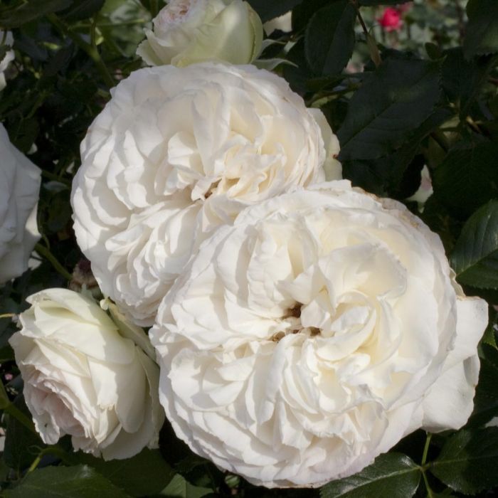 Rosier Grimpant PALAIS ROYAL ® Meiviowit 