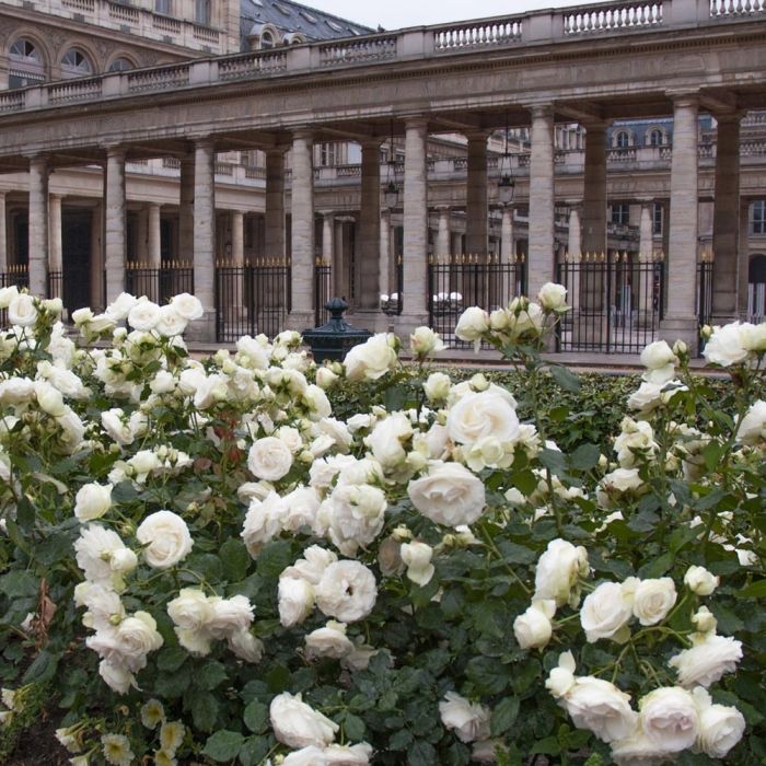 Rosier Grimpant PALAIS ROYAL ® Meiviowit 