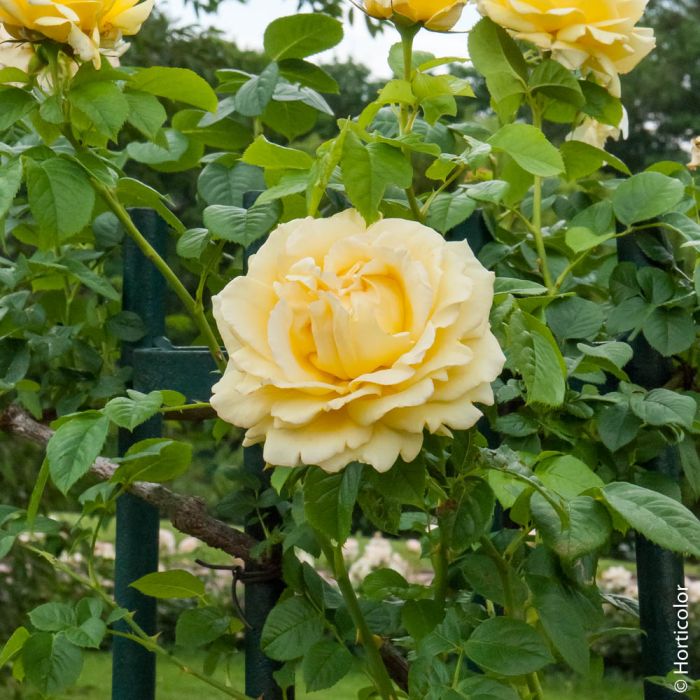 Rosier Grimpant CYRANO DE BERGERAC ® Meivanery
