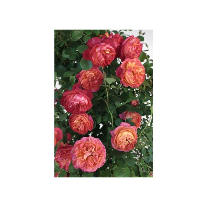 Rosier Grimpant bicolore Baby Romantica ®