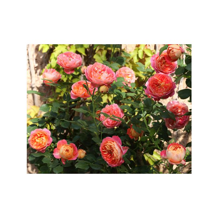 Rosier Grimpant Baby Romantica ® Meilivoine