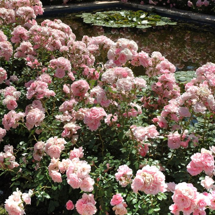 Rosier BONICA ® Meidomonac