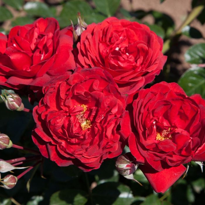 Rosier Demi-tige Scarlet BONICA ® Meiscarlebo