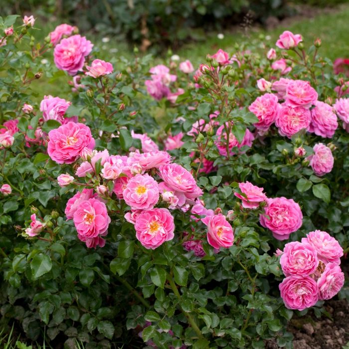 Rosier LOVELY PINK ® Meinoplius