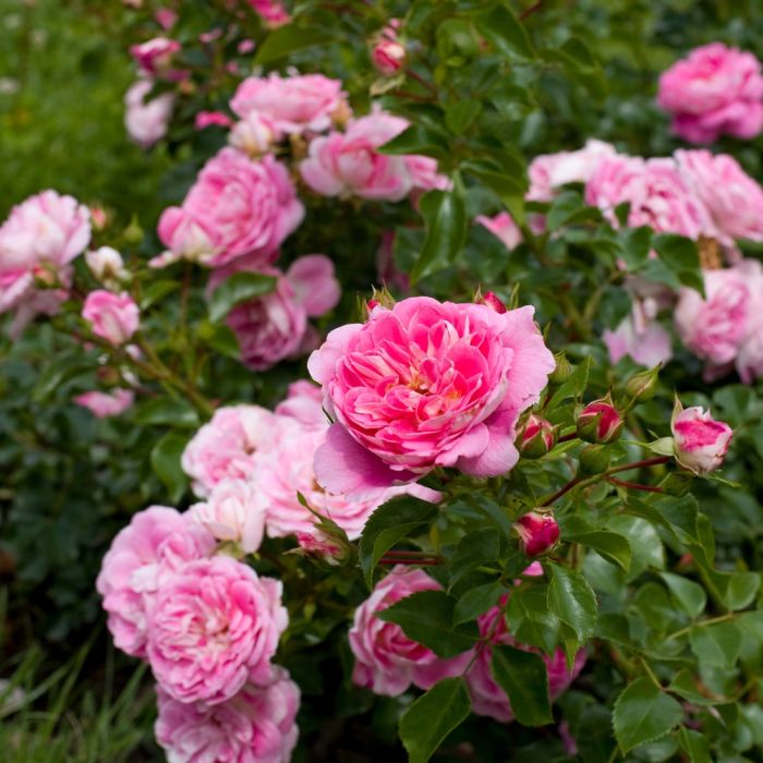 Rosier LOVELY PINK ® Meinoplius
