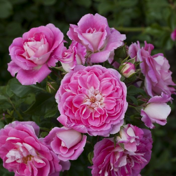 Rosier LOVELY PINK ® Meinoplius