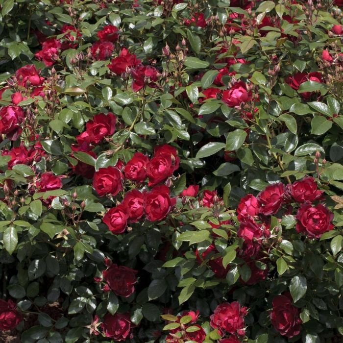 Rosier Cherry Bonica ® Meipeporia