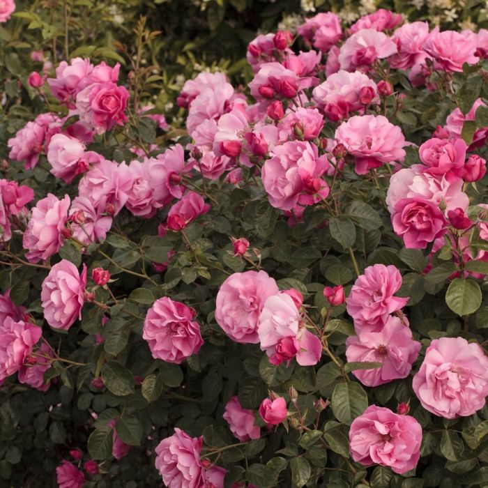 Rosier paysager DEBORAH MEILLANDECOR ® Meinoiral