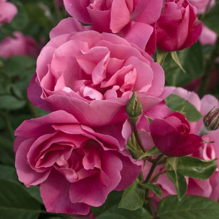 Rosier paysager DEBORAH MEILLANDECOR ® Meinoiral