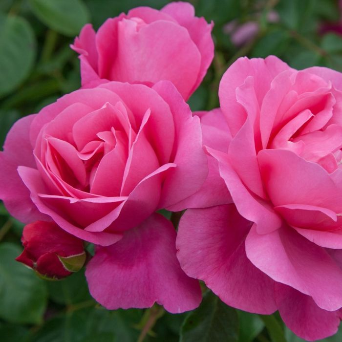 Rosier paysager DEBORAH MEILLANDECOR ® Meinoiral