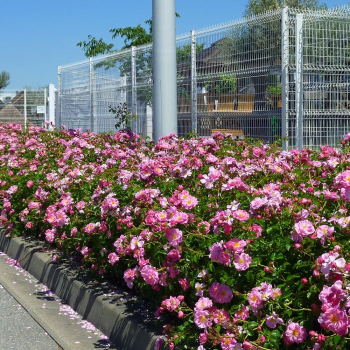 Rosier Magic MEILLANDECOR ® Meibonrib