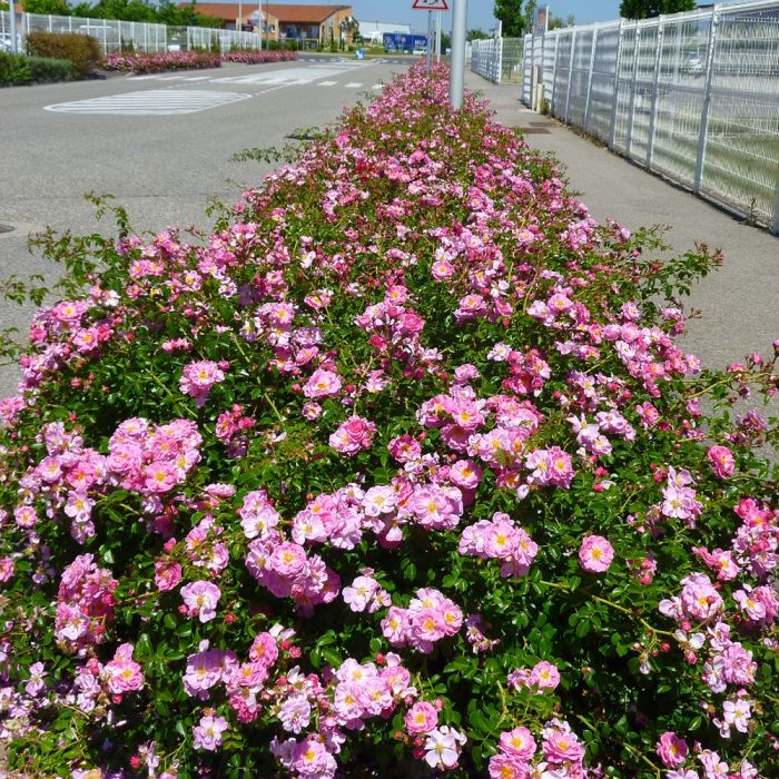 Rosier Magic MEILLANDECOR ® Meibonrib