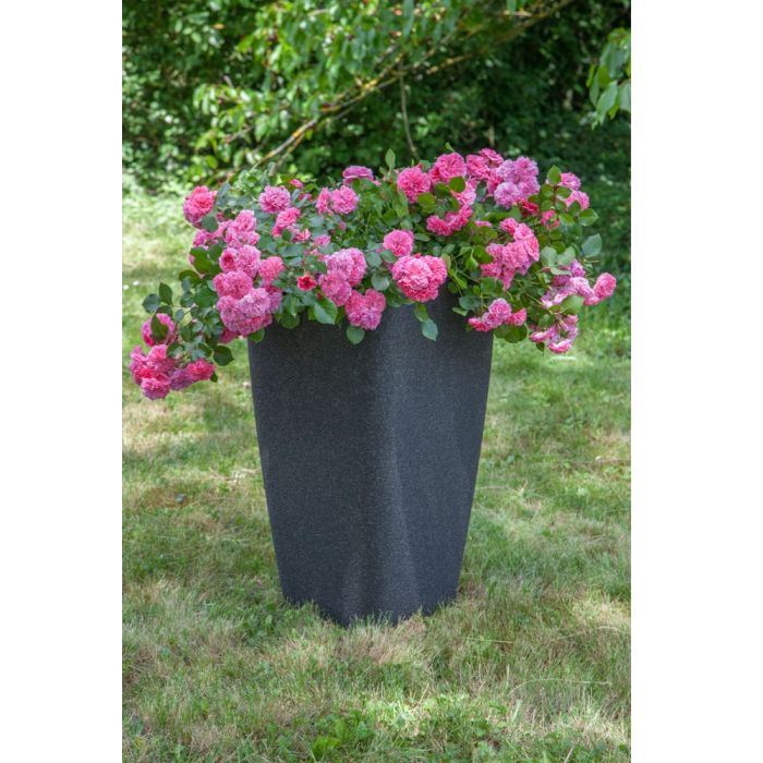Rosier LES QUATRE SAISONS ® Meifafio présenté dans un pot carré de 40x40cm