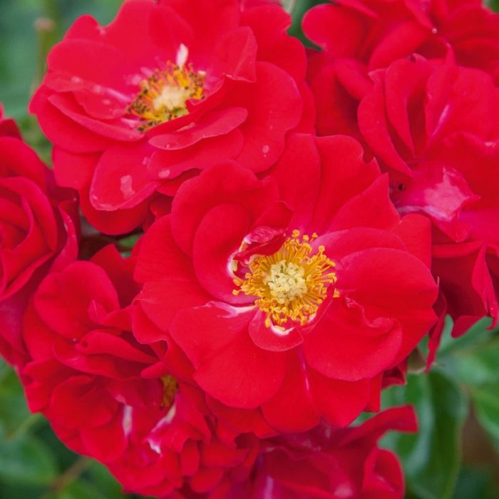 Rosier paysager HELLO ® Meikinba