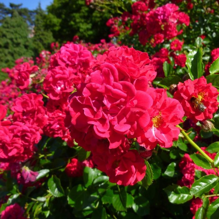 Rosier paysager HELLO ® Meikinba