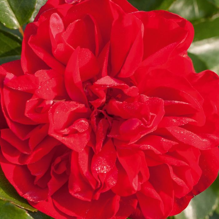 Rosier PRODIGE ECARLATE ® Meicoloss
