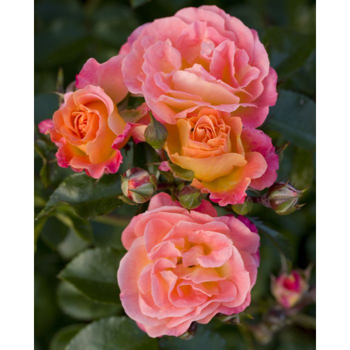 Rosier Peach DRIFT ® Meiggili 