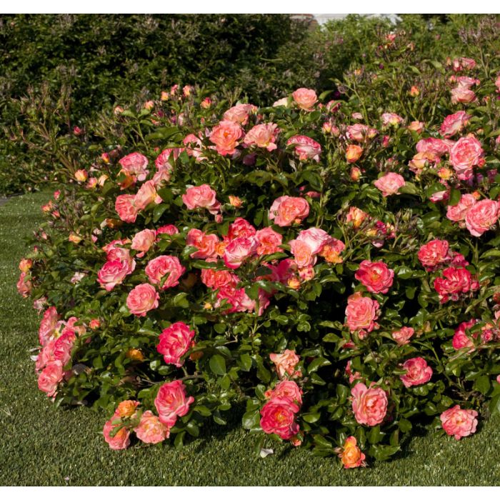 Rosier Peach DRIFT ® Meiggili 