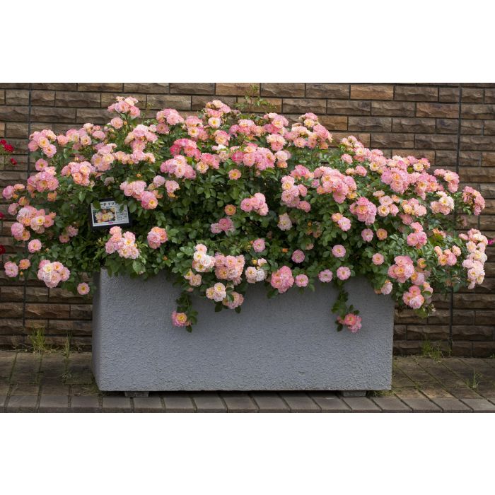 Rosier Peach DRIFT ® Meiggili 